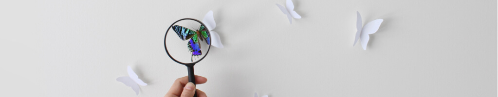 Magnifying glass over a butterfly